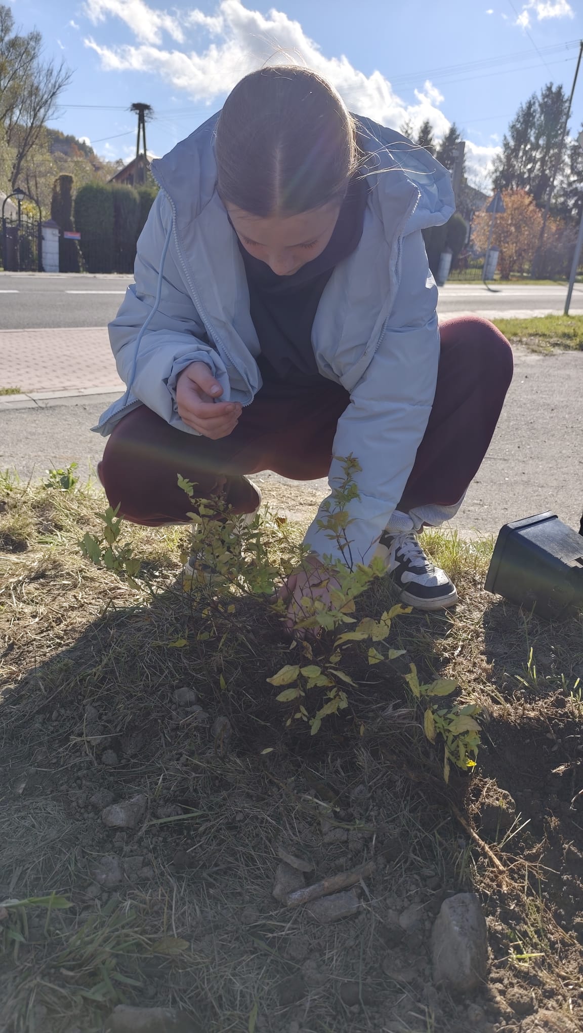 Dziewczyna sadzi małą roślinę w ziemi przy drodze. Ma na sobie kurtkę i dresowe spodnie.